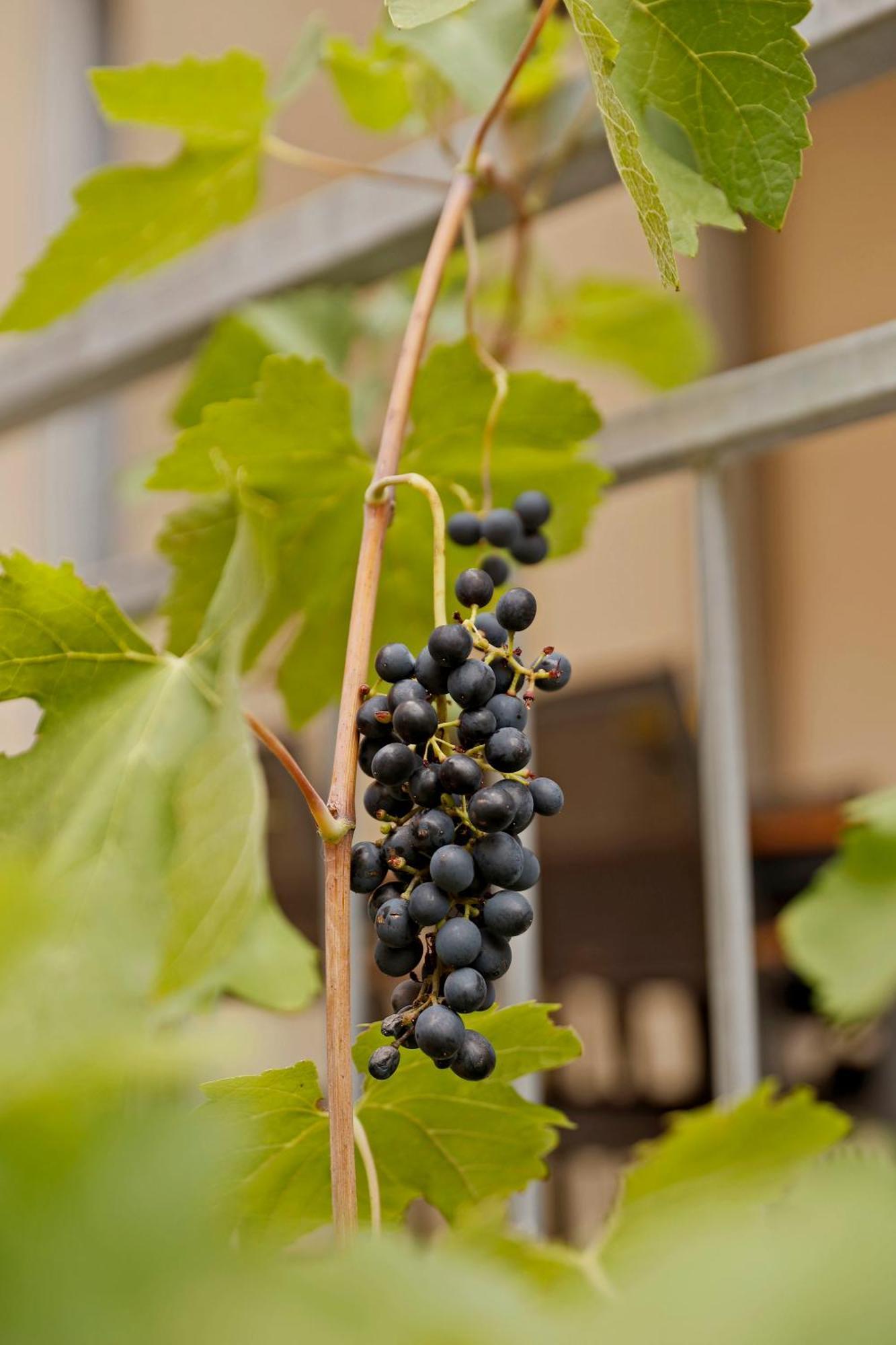 Vinotel Weinstrasse Herxheim am Berg Bagian luar foto